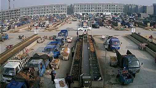 昌邑琨福生姜交易市场交易实况