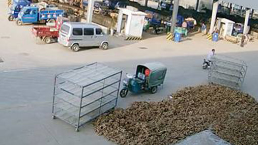 莱州市吕村大姜批发市场实况